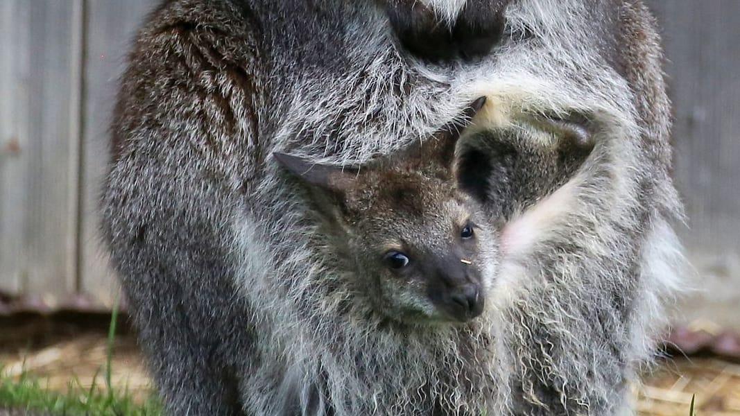 So sieht das also aus: Ein kleines Wallaby-Baby schaut aus dem Beutel seiner Mutter. So sieht das also aus: Ein kleines Wallaby-Baby schaut aus dem Beutel seiner Mutter.