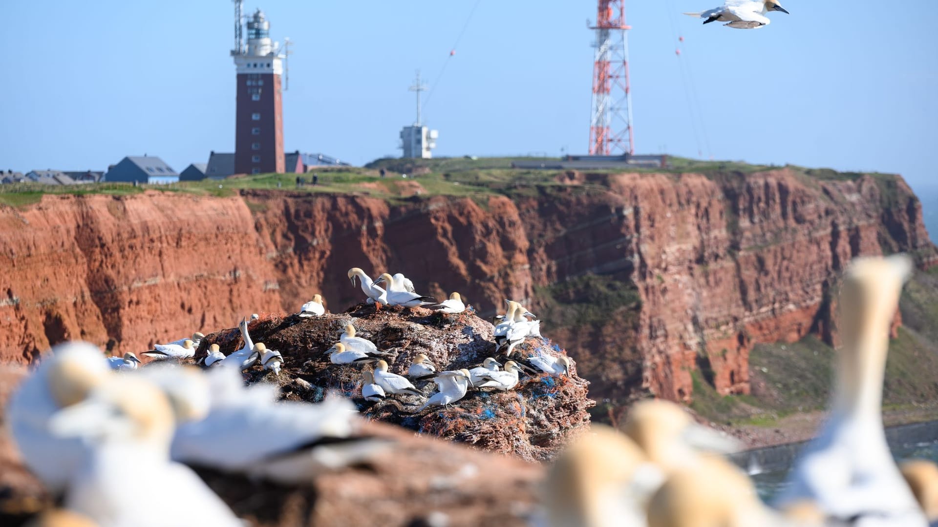 Zahlreiche Basstölpel auf und über den Lummenfelsen: Naturschützer blicken wegen der Vogelgrippe mit Sorge auf die bevorstehende Brutsaison im Wattenmeer.