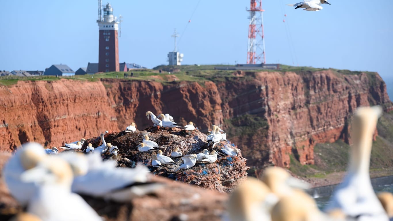 Zahlreiche Basstölpel auf und über den Lummenfelsen: Naturschützer blicken wegen der Vogelgrippe mit Sorge auf die bevorstehende Brutsaison im Wattenmeer.