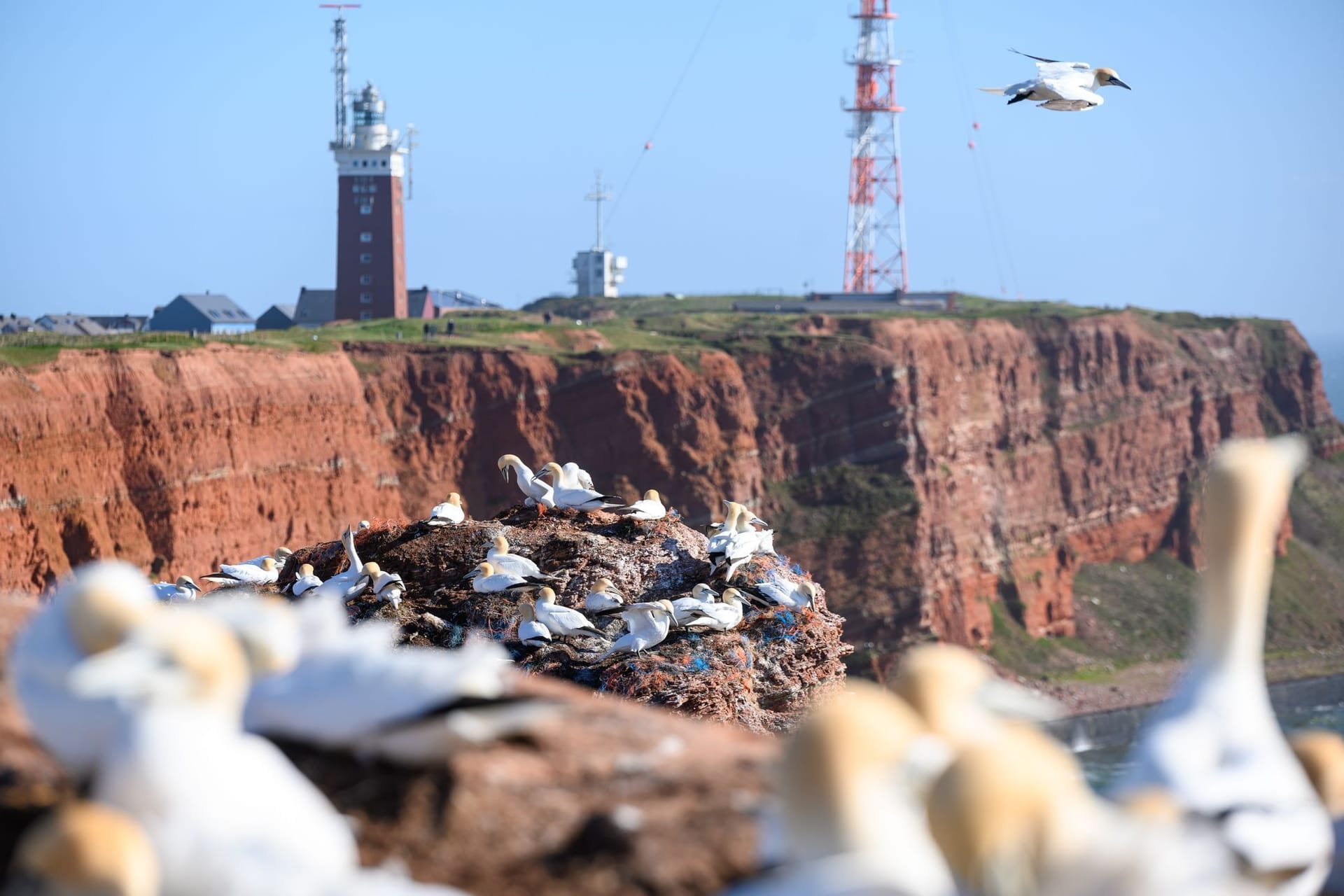 Zahlreiche Basstölpel auf und über den Lummenfelsen: Naturschützer blicken wegen der Vogelgrippe mit Sorge auf die bevorstehende Brutsaison im Wattenmeer.