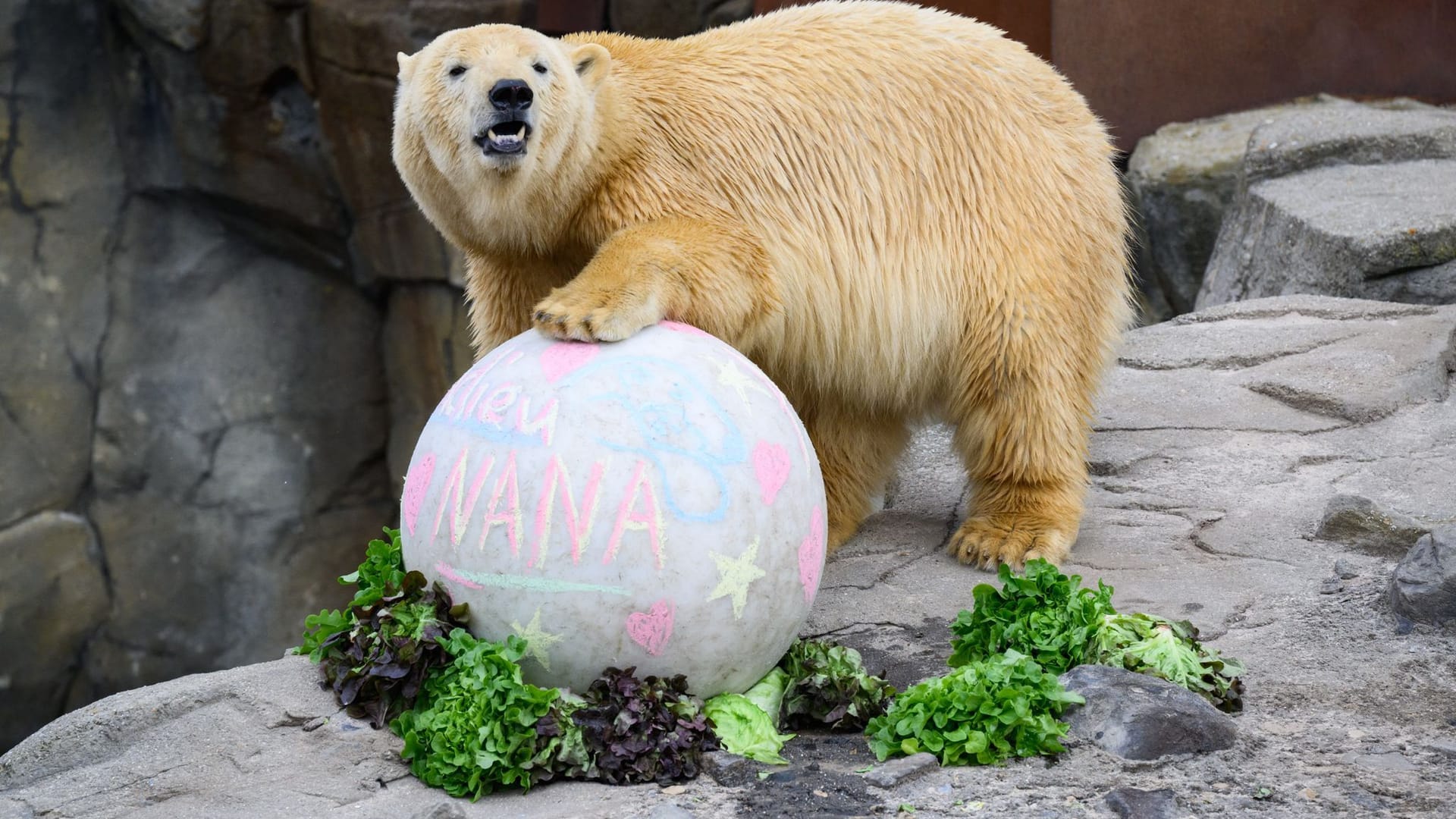 Eisbärin Nana verlässt Zoo Hannover