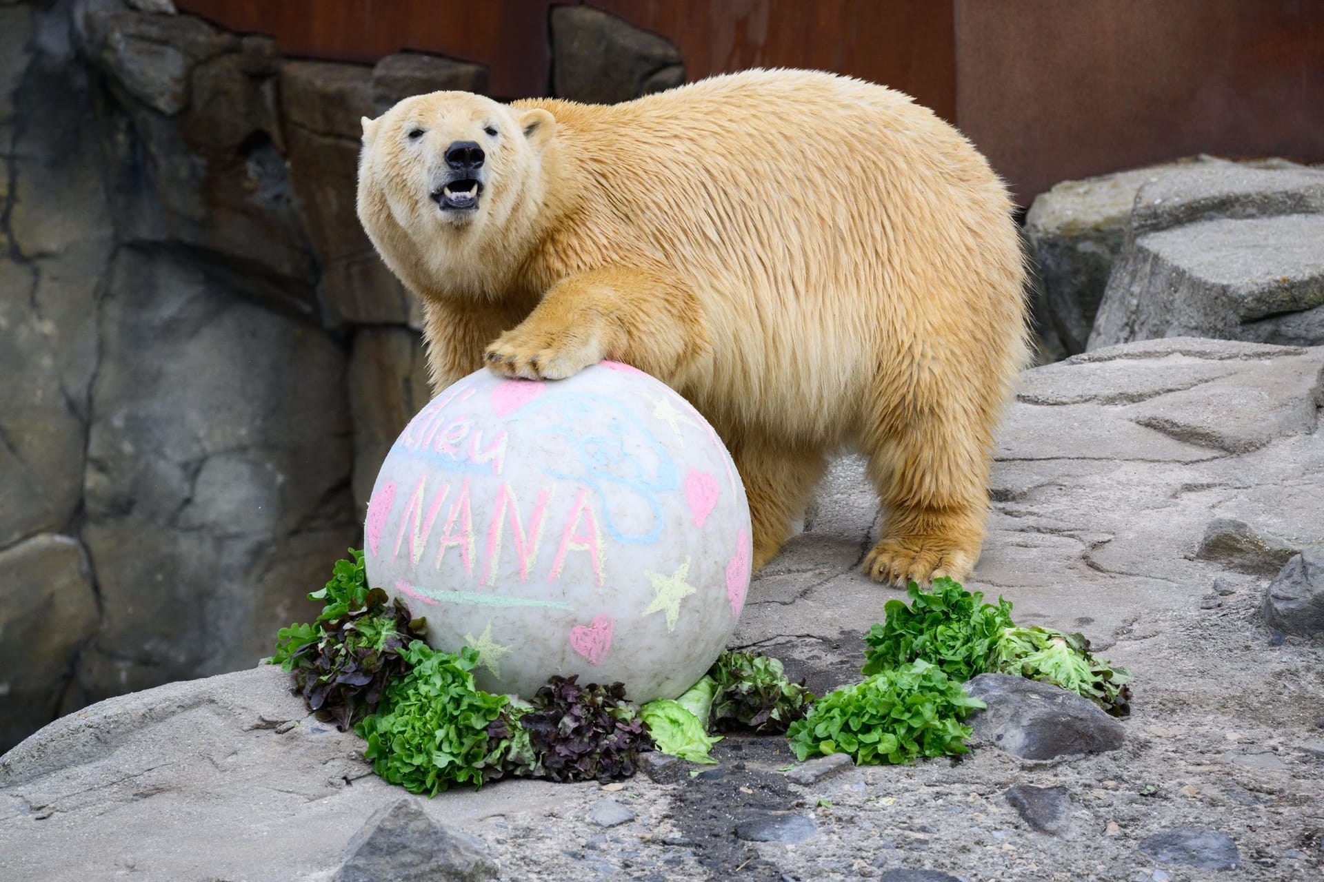 Eisbärin Nana verlässt Zoo Hannover