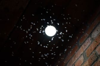 Vom Licht angezogen: Lange Zeit war es Wissenschaftlerinnen und Wissenschaftlern ein Rätsel, wie so Insekten wie Mücken nachts Lampen aufsuchen.