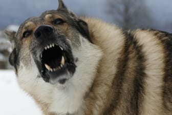 Ein bellender Hund (Symbolbild): Das Frauchen konnte die beiden Tiere wieder einfangen.