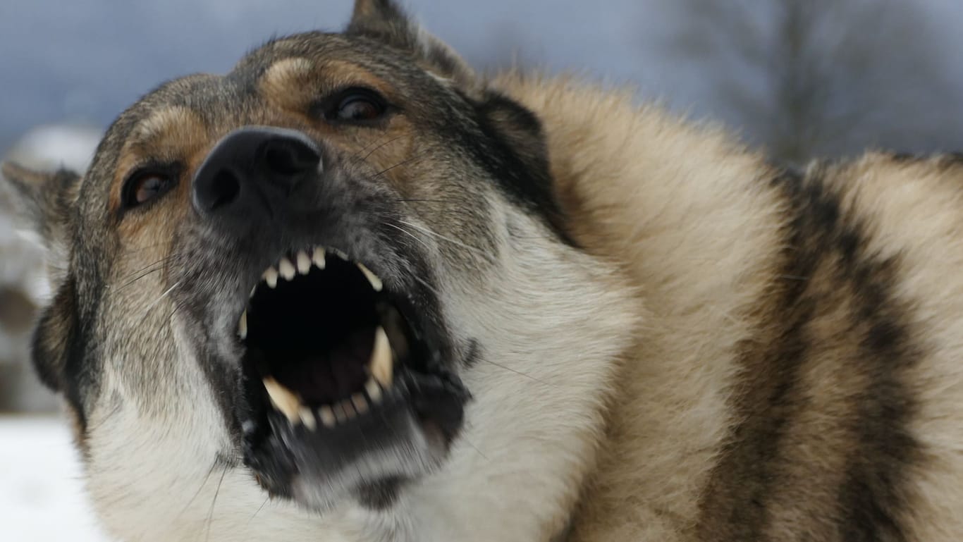 Ein bellender Hund (Symbolbild): Das Frauchen konnte die beiden Tiere wieder einfangen.