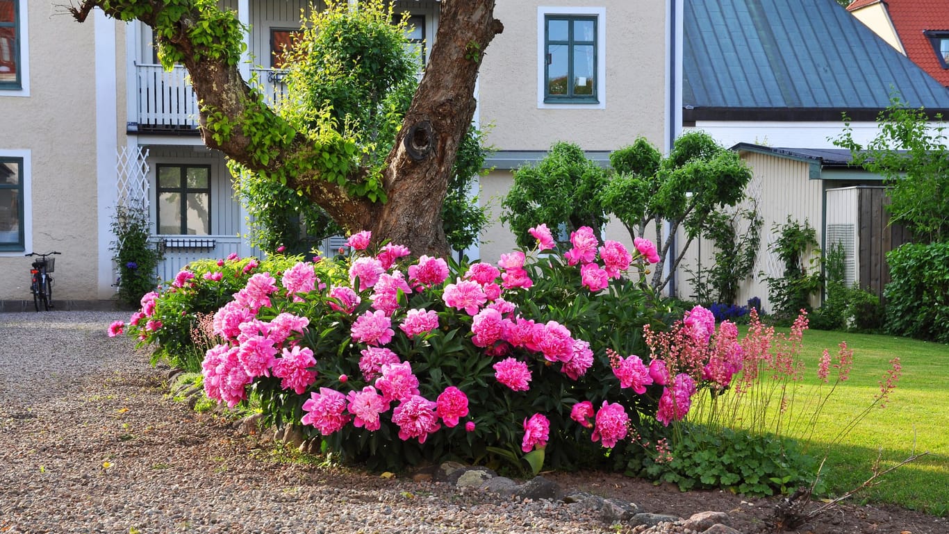 Zwar strahlt der Rhododendron in der Sonne besonders intensiv, aber am liebsten steht er im lichten Schatten.