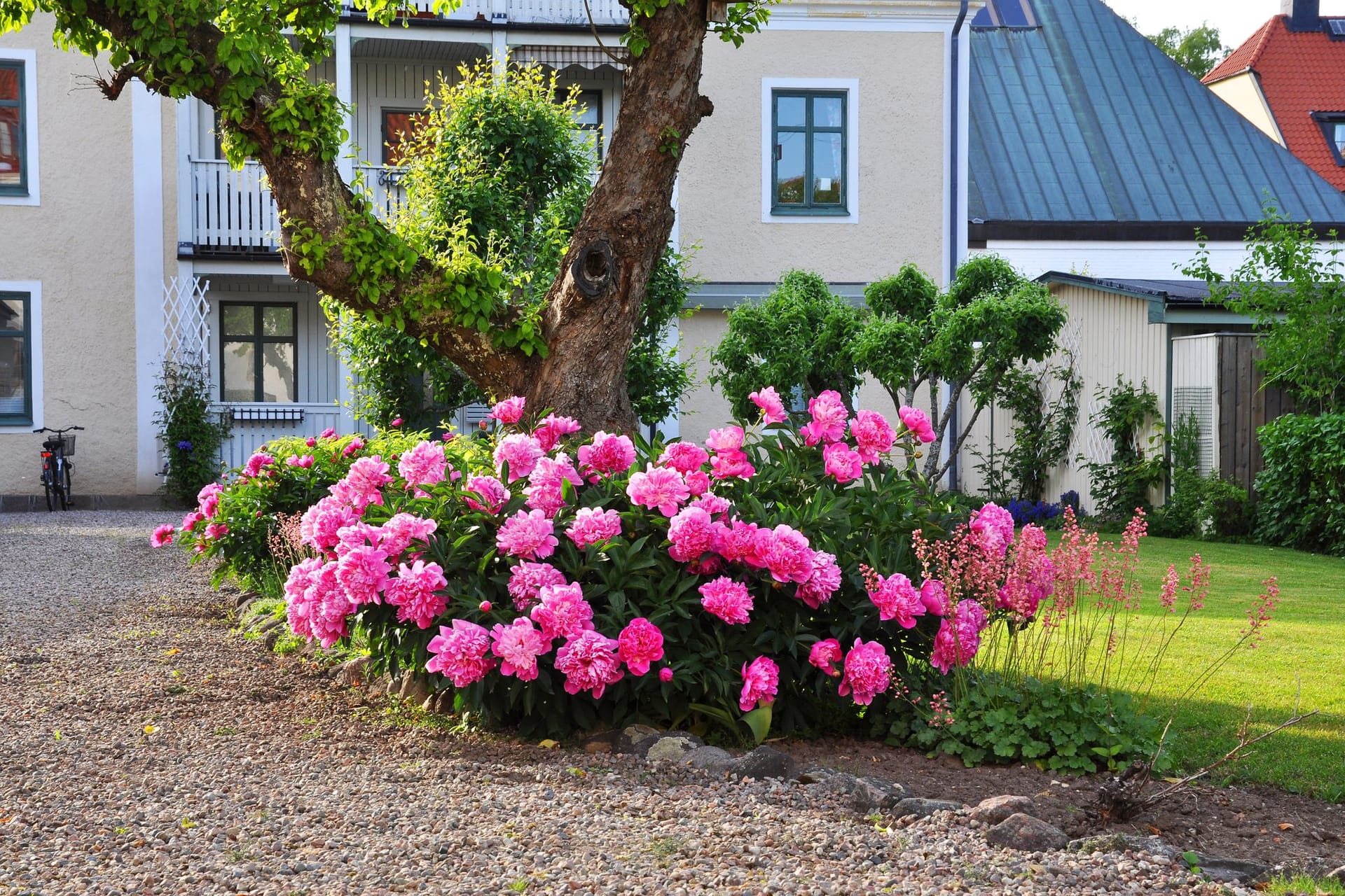 Zwar strahlt der Rhododendron in der Sonne besonders intensiv, aber am liebsten steht er im lichten Schatten.