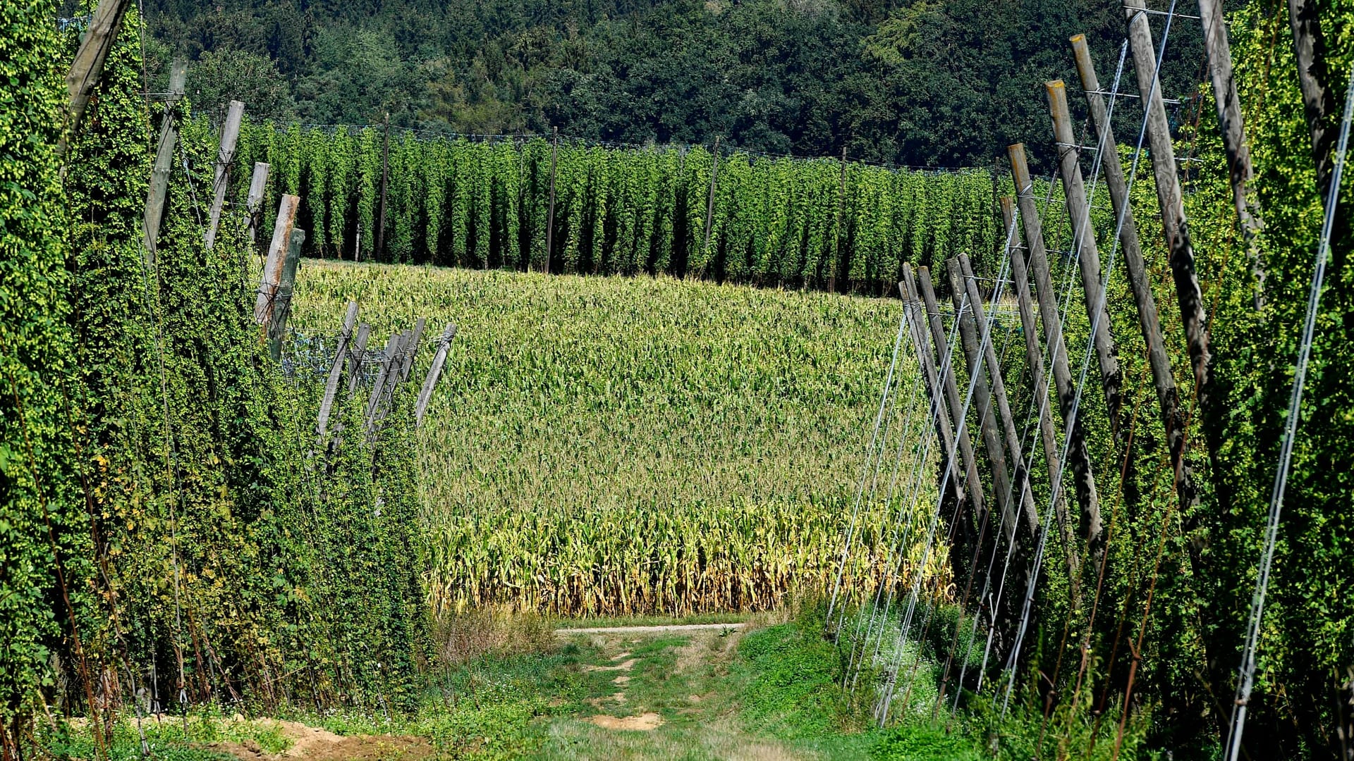 Erntereifer Hopfen in der oberbayerischen Hallertau: Was hier in den Boden kommt, entscheiden nicht nur die Landwirte. Entscheidend ist vor allem, was die Brauereien nachfragen.