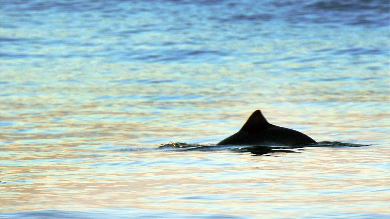 Die Rückenfinne eines Schweinswals (Archivbild): Die ersten Tiere sind in den Jadebusen zurückgekehrt.