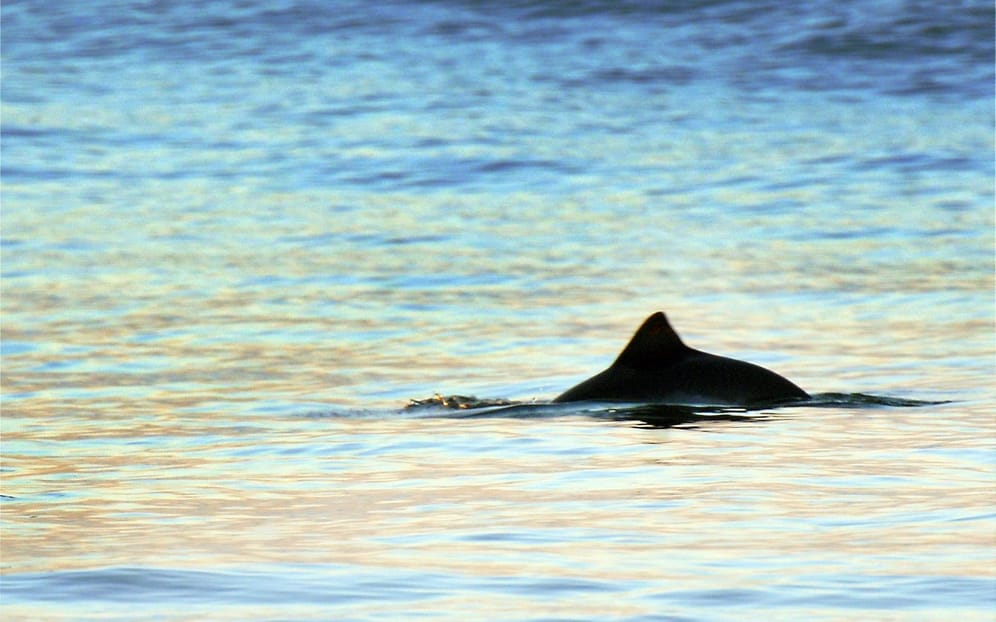 Die Rückenfinne eines Schweinswals (Archivbild): Die ersten Tiere sind in den Jadebusen zurückgekehrt.