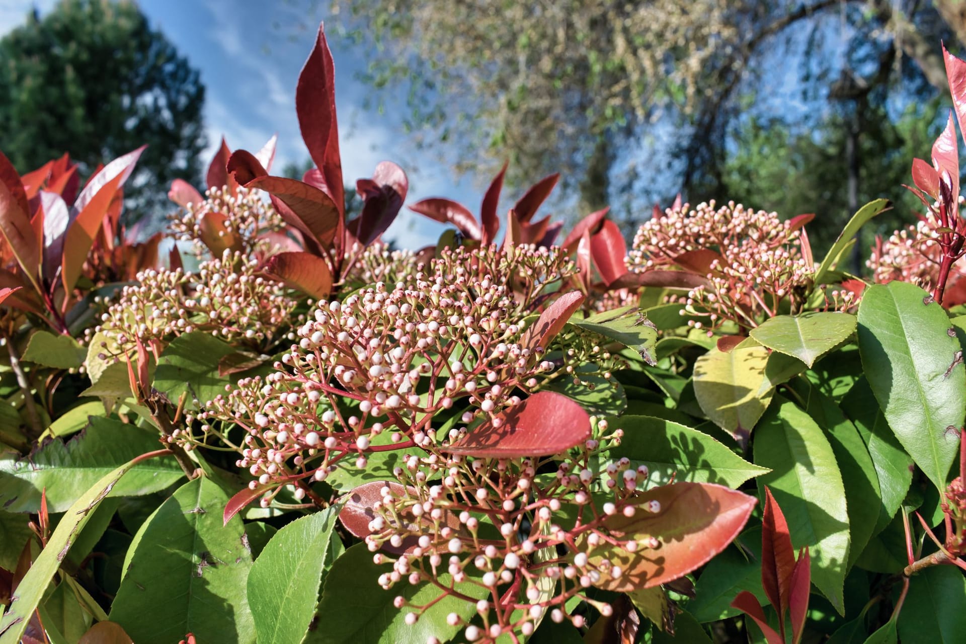 Während Blätter und Blüten der Glanzmispel eher harmlos sind, sind die Beeren giftig.