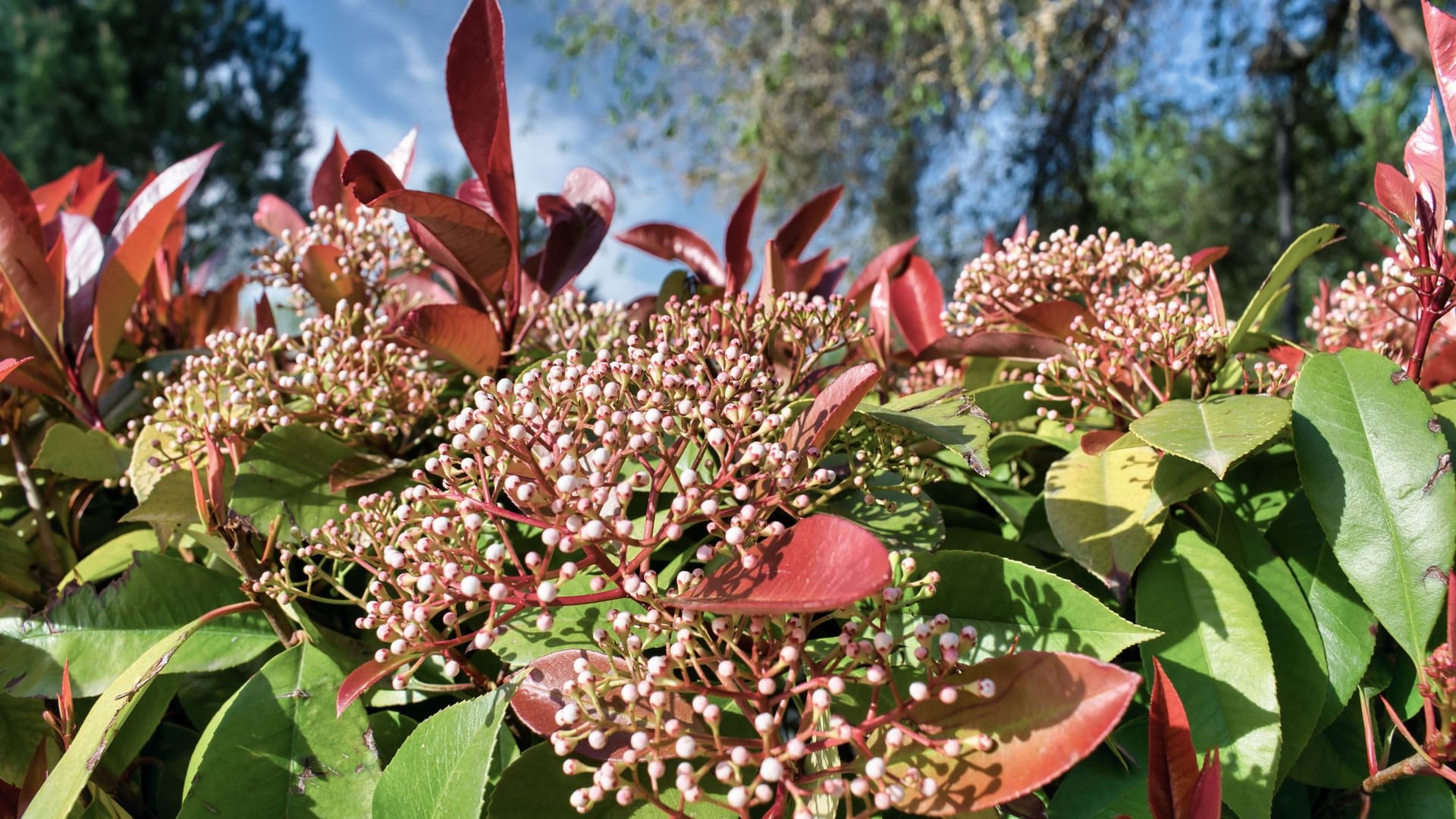 Während Blätter und Blüten der Glanzmispel eher harmlos sind, sind die Beeren giftig.