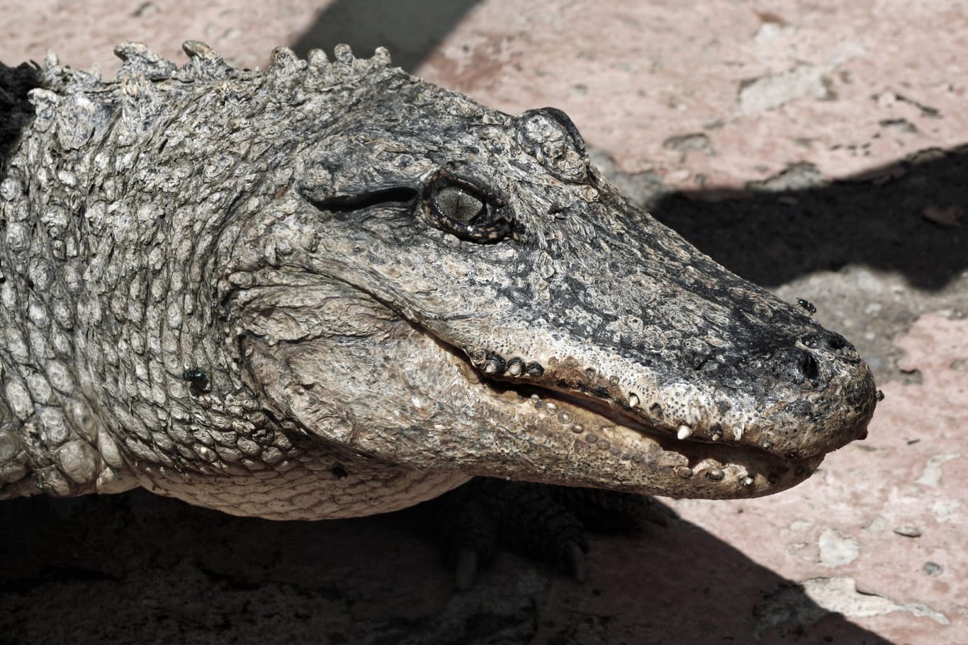 Gefährliches Reptil (Symbolfoto): In South Carolina soll ein Alligator-Angriff Grund für den Tod einer Spaziergängerin gewesen sein.
