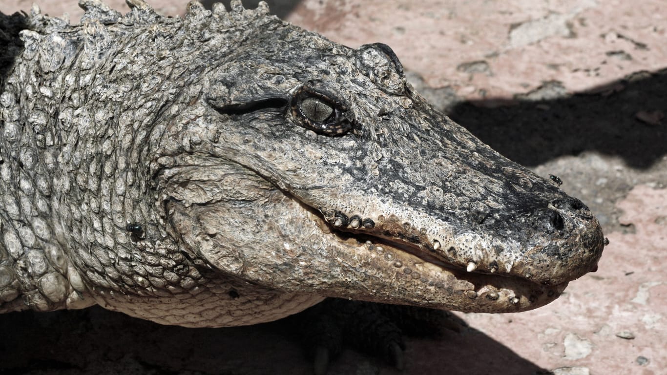 Gefährliches Reptil (Symbolfoto): In South Carolina soll ein Alligator-Angriff Grund für den Tod einer Spaziergängerin gewesen sein.