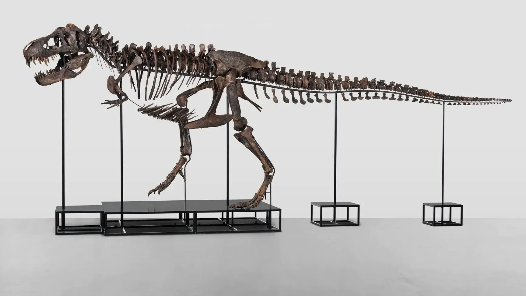 5,6 Millionen Euro für ein Dino-Skelett: In Zürich sind diese T-Rex-Knochen versteigert worden.