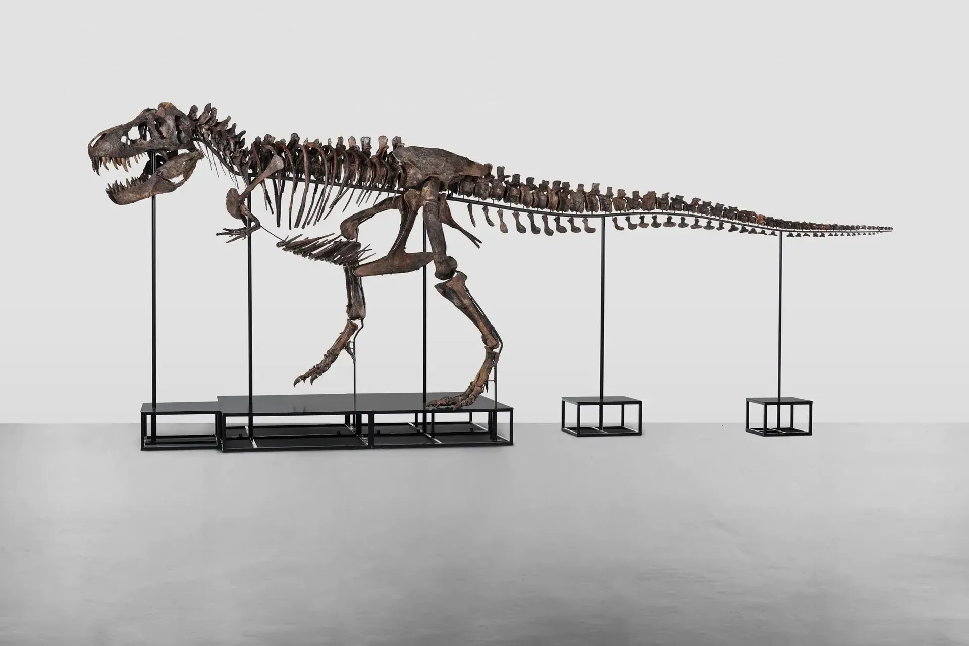 5,6 Millionen Euro für ein Dino-Skelett: In Zürich sind diese T-Rex-Knochen versteigert worden.