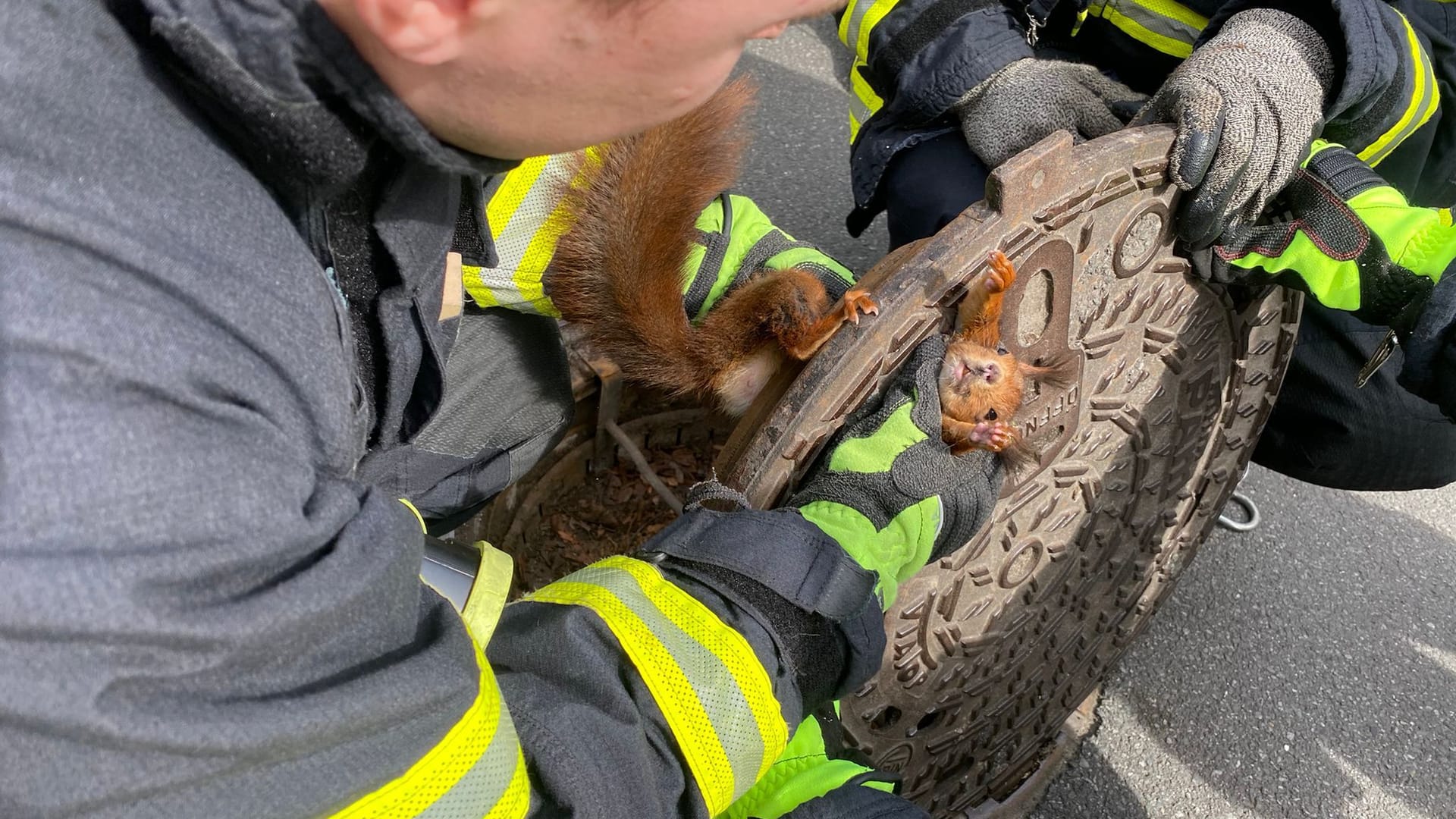 Ein ungewöhnlicher Einsatz: Rettungskräfte der Feuerwehr befreiten ein Eichhörnchen aus einem Gullydeckel. Ein ungewöhnlicher Einsatz: Rettungskräfte der Feuerwehr befreiten ein Eichhörnchen aus einem Gullydeckel.
