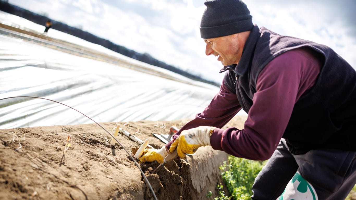 Ein Saisonarbeiter sticht Spargel auf einem Feld: Niedersachsen gilt als das größte deutsche Anbauland für das Gemüse.