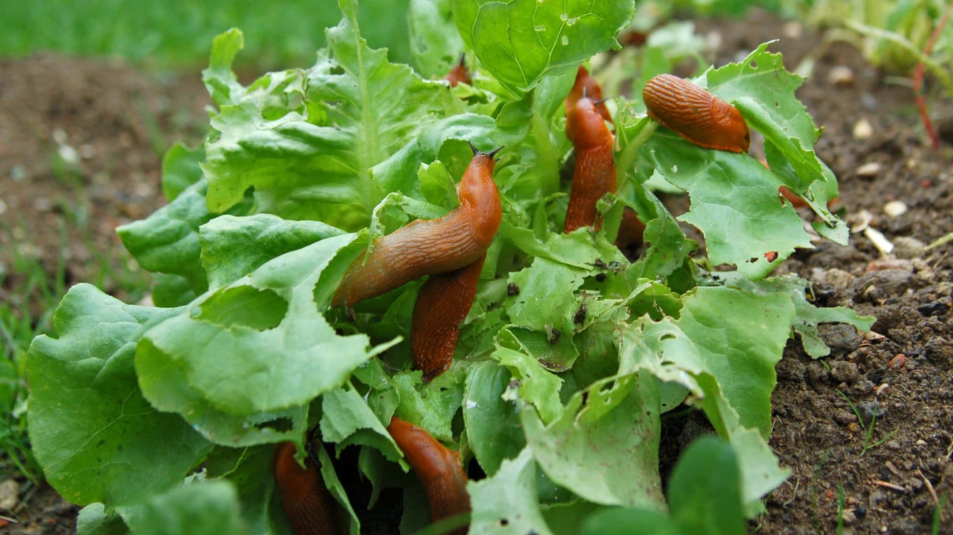 Da Schnecken Blattgemüse lieben, können Sie diese tierfreundlich mit Salatblättern fangen.