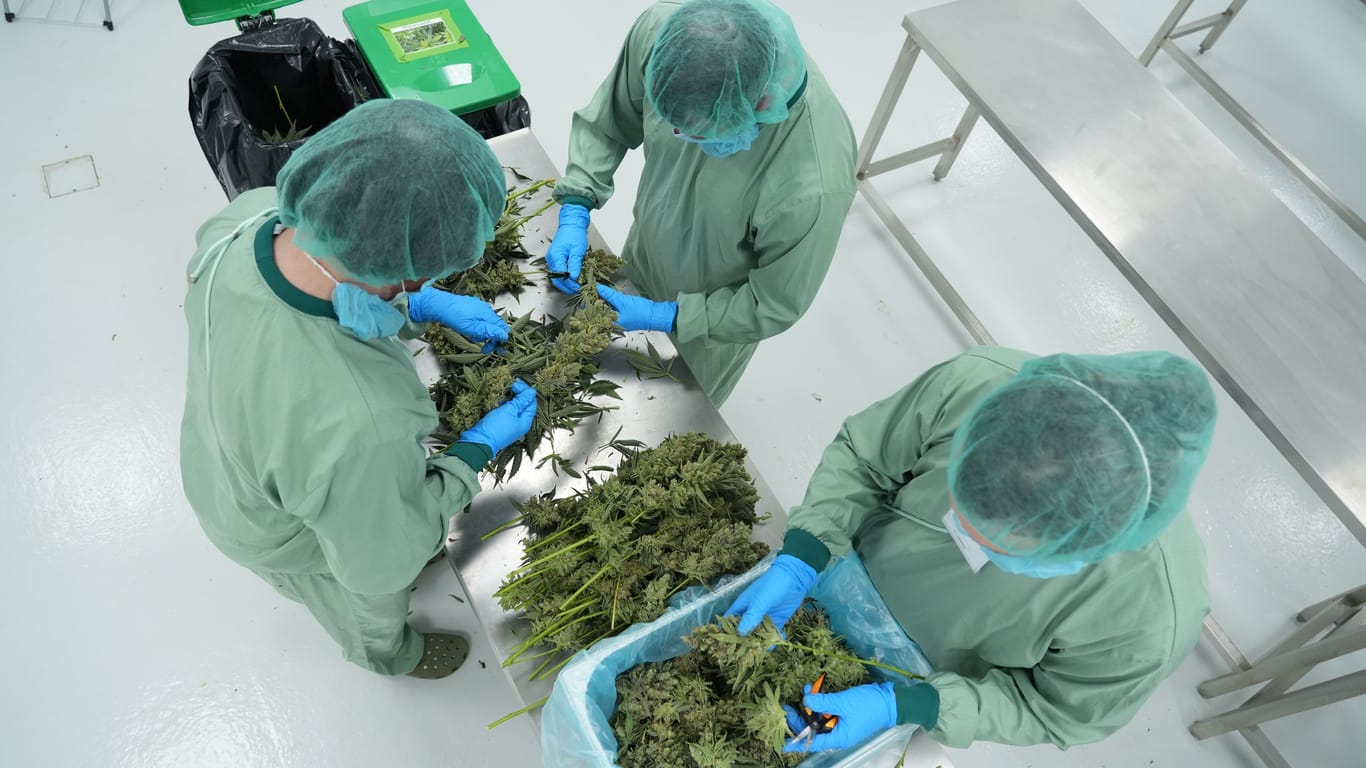 Alle vier Wochen ist Erntetag in der Ebersbacher Cannabis-Fabrik, jedes Mal werden etwa 50 Kilo Cannabis geerntet.