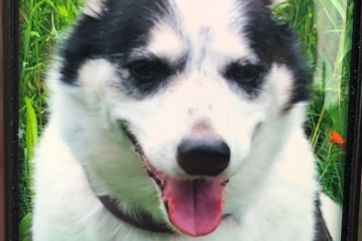Jack Russel-Mix Lucky: Der Rüde ist 16 Jahre alt.