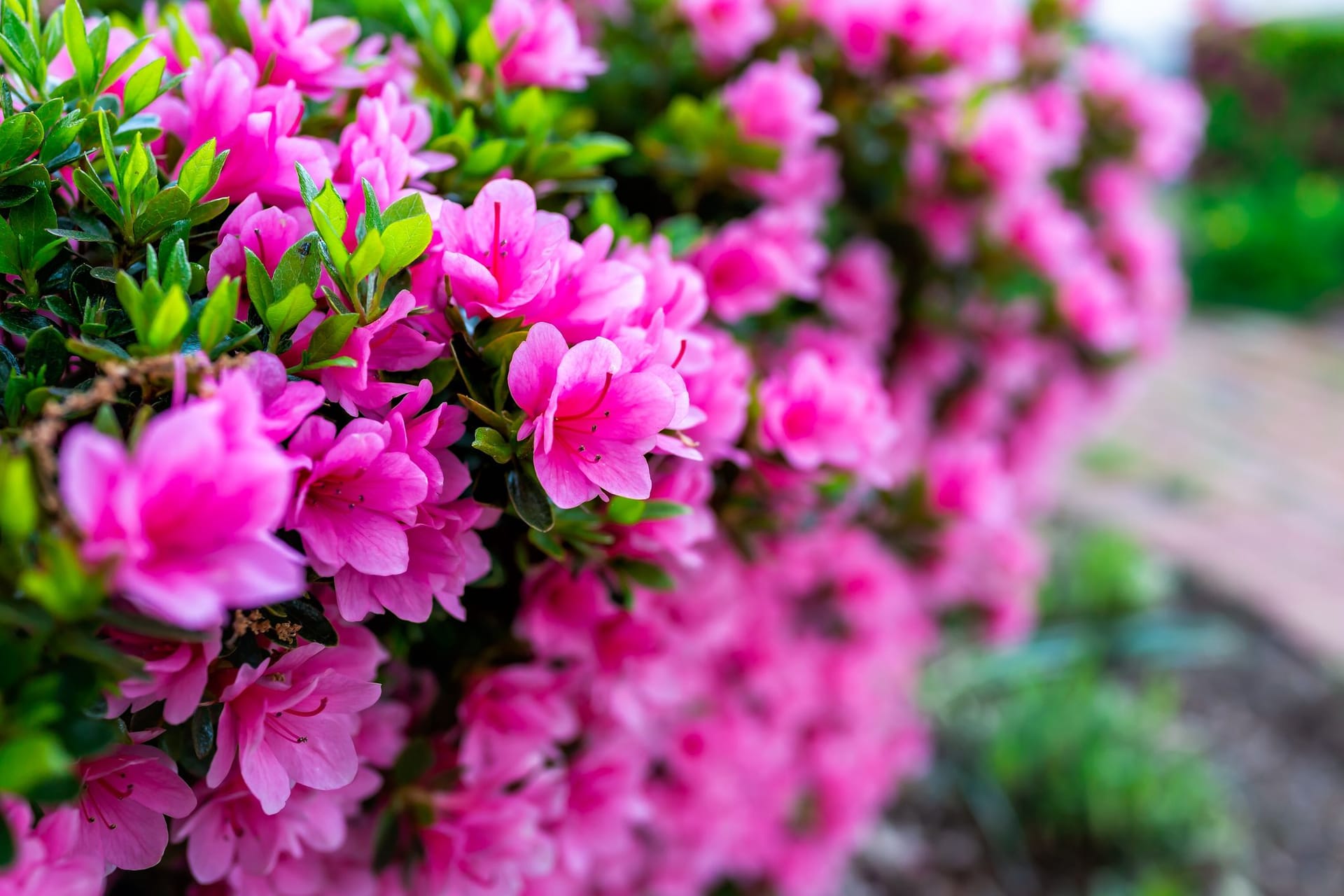 An einem vorteilhaften Standort und bei günstiger Witterung dauert die Rhododendronblüte mehrere Wochen an.