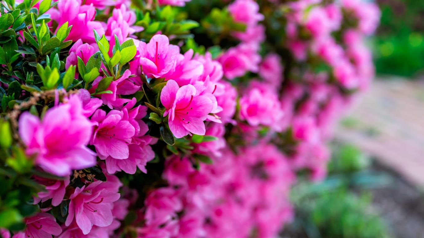 An einem vorteilhaften Standort und bei günstiger Witterung dauert die Rhododendronblüte mehrere Wochen an.