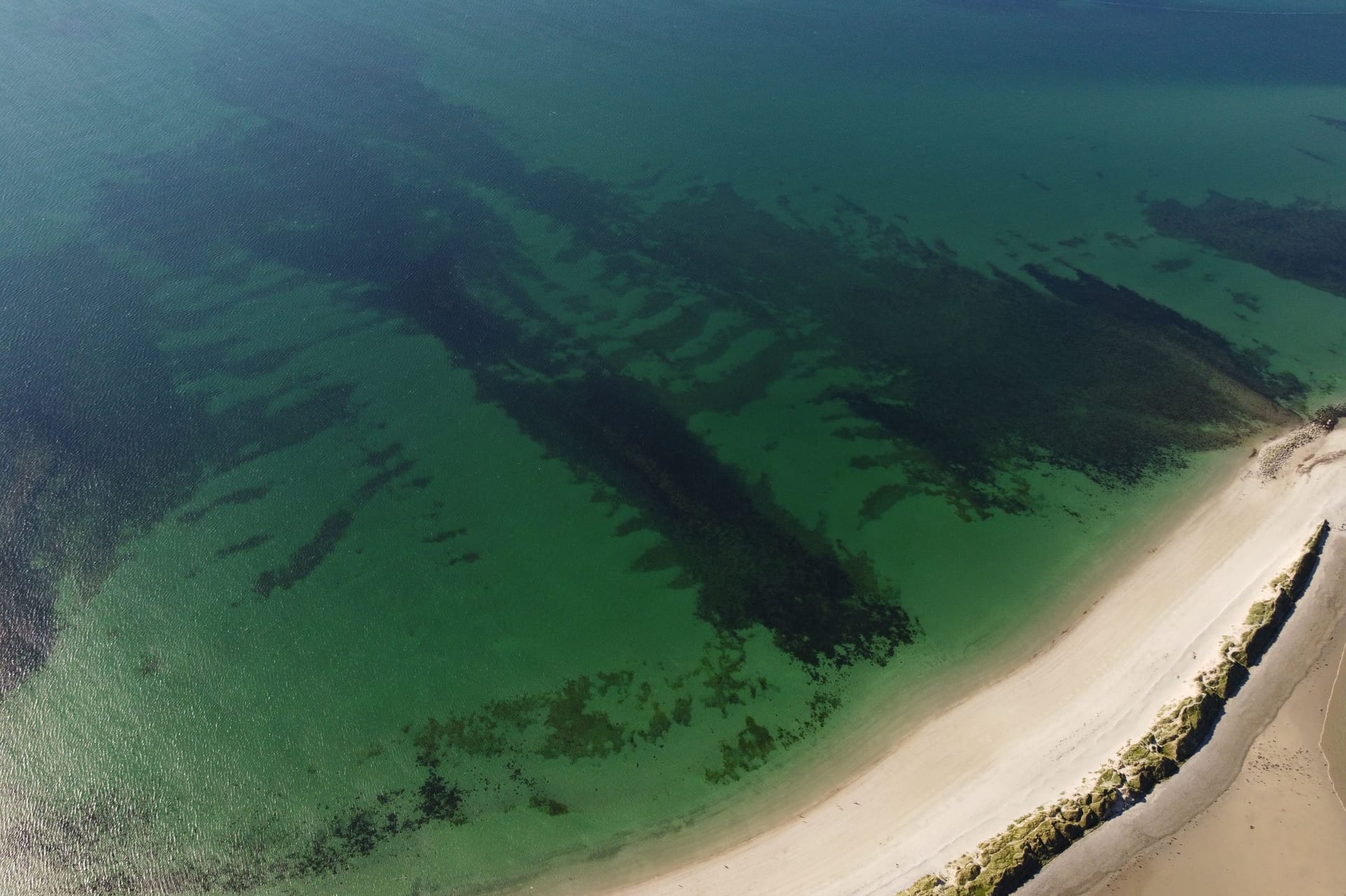 Ein Seegrasteppich vor einem Sandstrand (Symbolbild): Wenn der Tang auf die Küste trifft und verrottet, setzt er stinkenden Schwefelwasserstoff frei.