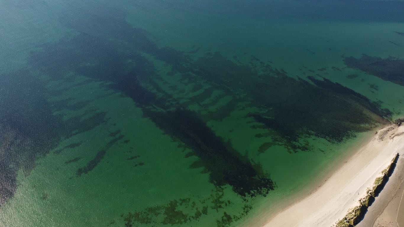 Ein Seegrasteppich vor einem Sandstrand (Symbolbild): Wenn der Tang auf die Küste trifft und verrottet, setzt er stinkenden Schwefelwasserstoff frei.