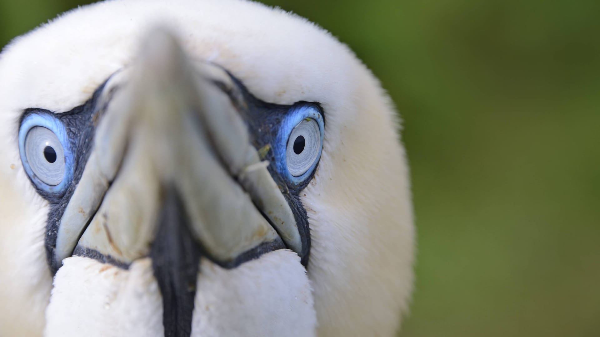 Nahaufnahme eines Basstölpel (Archivfoto): Als Folge des Virus stellten Wissenschaftler eine Veränderung der Augenfarbe fest. Bei einigen Exemplaren waren die Augen komplett schwarz.