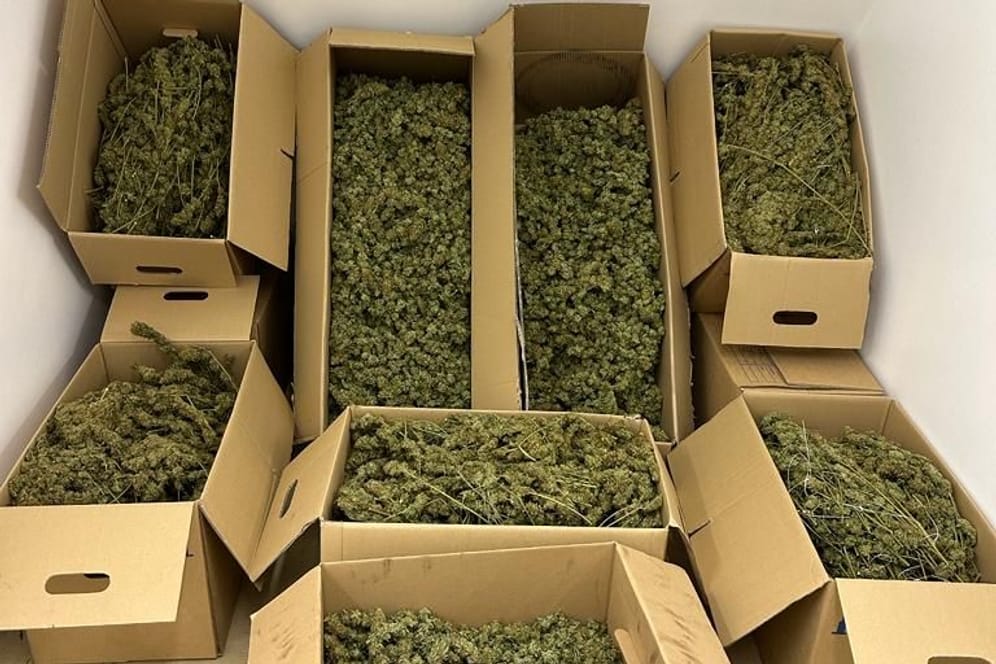 Cannabis im Karton: Neben vielen Hundert Pflanzen konnten auch bereits geerntete und getrocknete Pflanzenteile sichergestellt werden.
