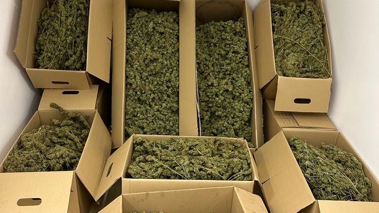 Cannabis im Karton: Neben vielen Hundert Pflanzen konnten auch bereits geerntete und getrocknete Pflanzenteile sichergestellt werden. Cannabis im Karton: Neben vielen Hundert Pflanzen konnten auch bereits geerntete und getrocknete Pflanzenteile sichergestellt werden.