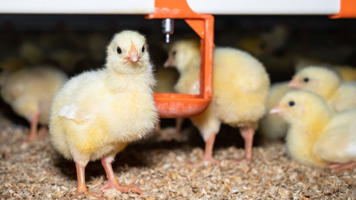 Küken in der Geflügelmast (Symbolbild): Hühner, die zum Eierlegen gezüchtet werden, eignen sich kaum für die Fleischproduktion – ein Problem für die Aufzucht von "Bruderhähnen".