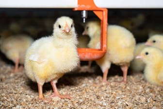 Küken in der Geflügelmast (Symbolbild): Hühner, die zum Eierlegen gezüchtet werden, eignen sich kaum für die Fleischproduktion – ein Problem für die Aufzucht von "Bruderhähnen".