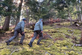 Polizeibeamte gehen durch den Wald: Ein Bär wurde von einem Bären angegriffen und getötet.