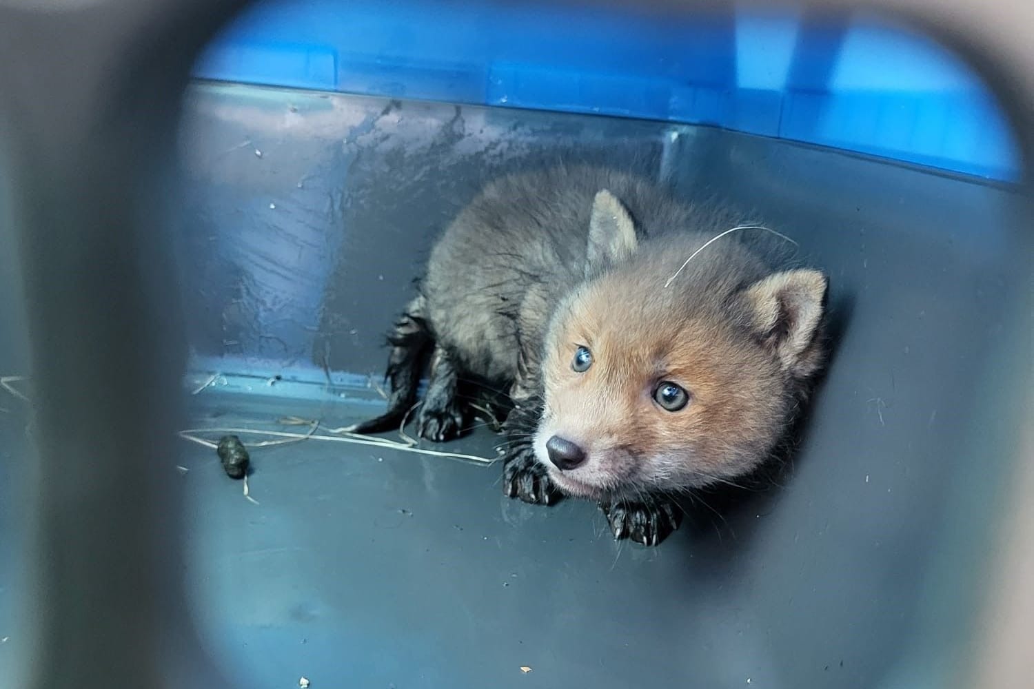 Fuchsbaby Fiete: Das Tier befand sich allein an einem Regenrückhaltebecken.