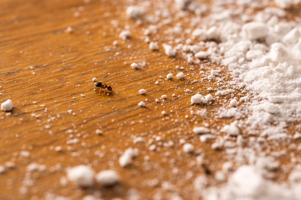 Mit Natron können Ameisen kostengünstig und ohne Giftstoffe bekämpft werden.