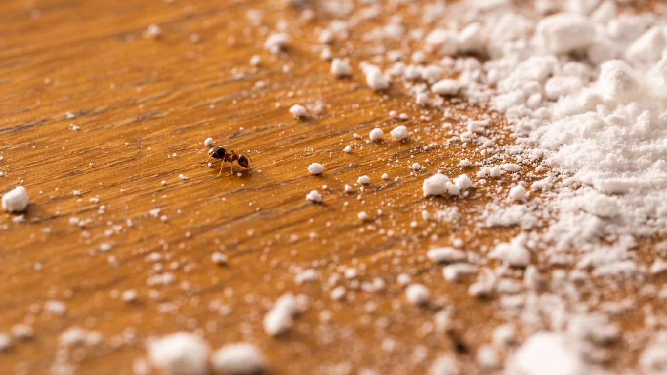 Mit Natron können Ameisen kostengünstig und ohne Giftstoffe bekämpft werden.