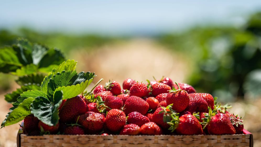 Reife Erdbeeren in einer Box (Symbolbild): Bei Untersuchungen wurden teils mehrere Pestizide auf Proben von Erdbeeren festgestellt.