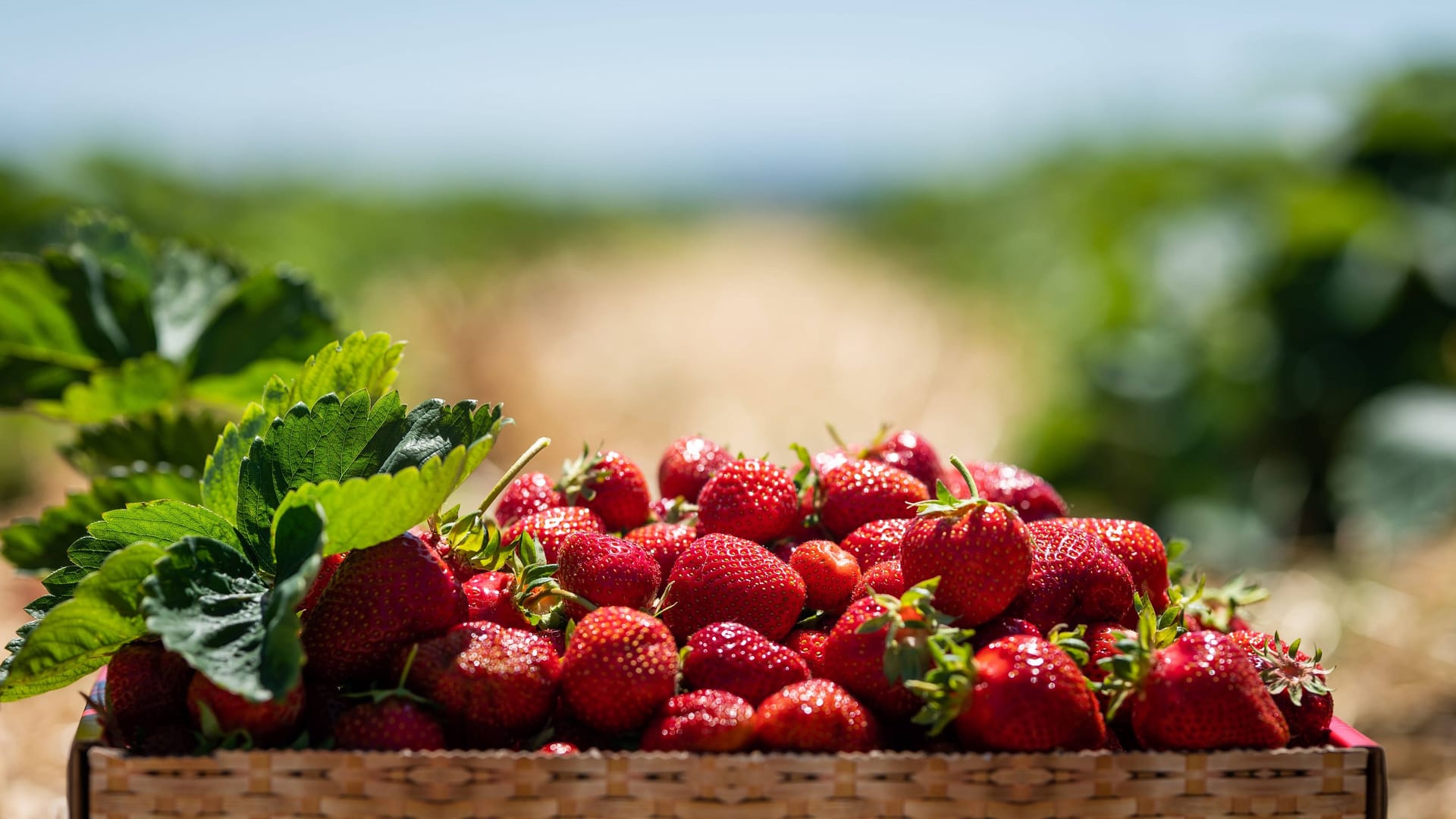 Reife Erdbeeren in einer Box (Symbolbild): Bei Untersuchungen wurden teils mehrere Pestizide auf Proben von Erdbeeren festgestellt. Reife Erdbeeren in einer Box (Symbolbild): Bei Untersuchungen wurden teils mehrere Pestizide auf Proben von Erdbeeren festgestellt.