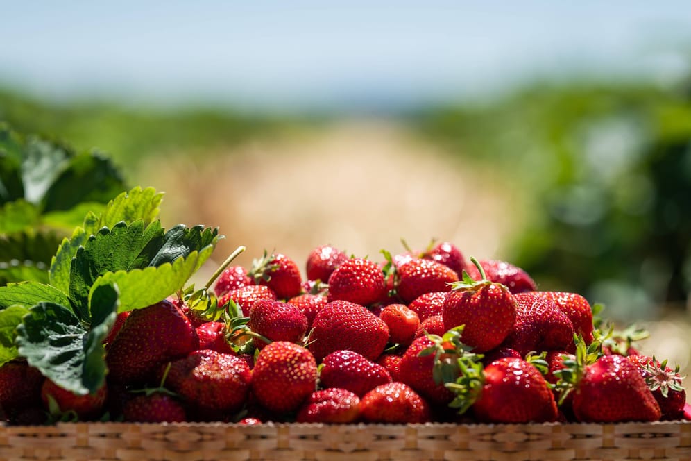 Reife Erdbeeren in einer Box (Symbolbild): Bei Untersuchungen wurden teils mehrere Pestizide auf Proben von Erdbeeren festgestellt.