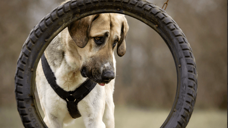 "Argus" zeige sich anfangs, ganz Kangal typisch, eher skeptisch gegenüber Fremden.