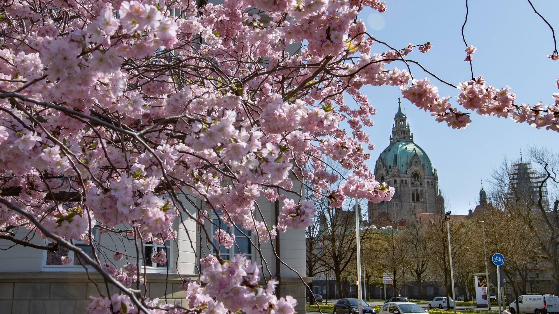 Blühende Zierkirschen zeugen vom Frühling in der Landeshauptstadt (Archivbild): Wie wird das Wetter am Wochenende?