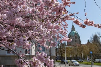 Blühende Zierkirschen zeugen vom Frühling in der Landeshauptstadt (Archivbild): Wie wird das Wetter am Wochenende?