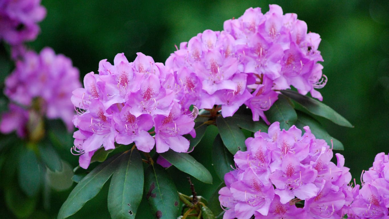 Zwei Düngergaben pro Jahr stärken den Rhododendron und erhöhen die Chance auf eine reiche Blüte.