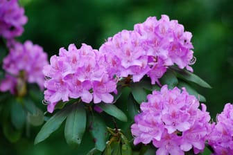 Zwei Düngergaben pro Jahr stärken den Rhododendron und erhöhen die Chance auf eine reiche Blüte.