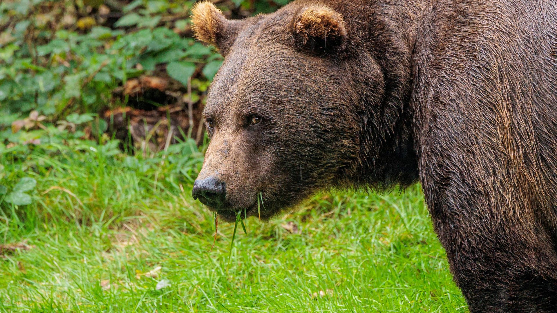 Ein Braunbär (Symbolbild): In Mexiko ließ es sich ein Tier am Tisch einer Familie schmecken.