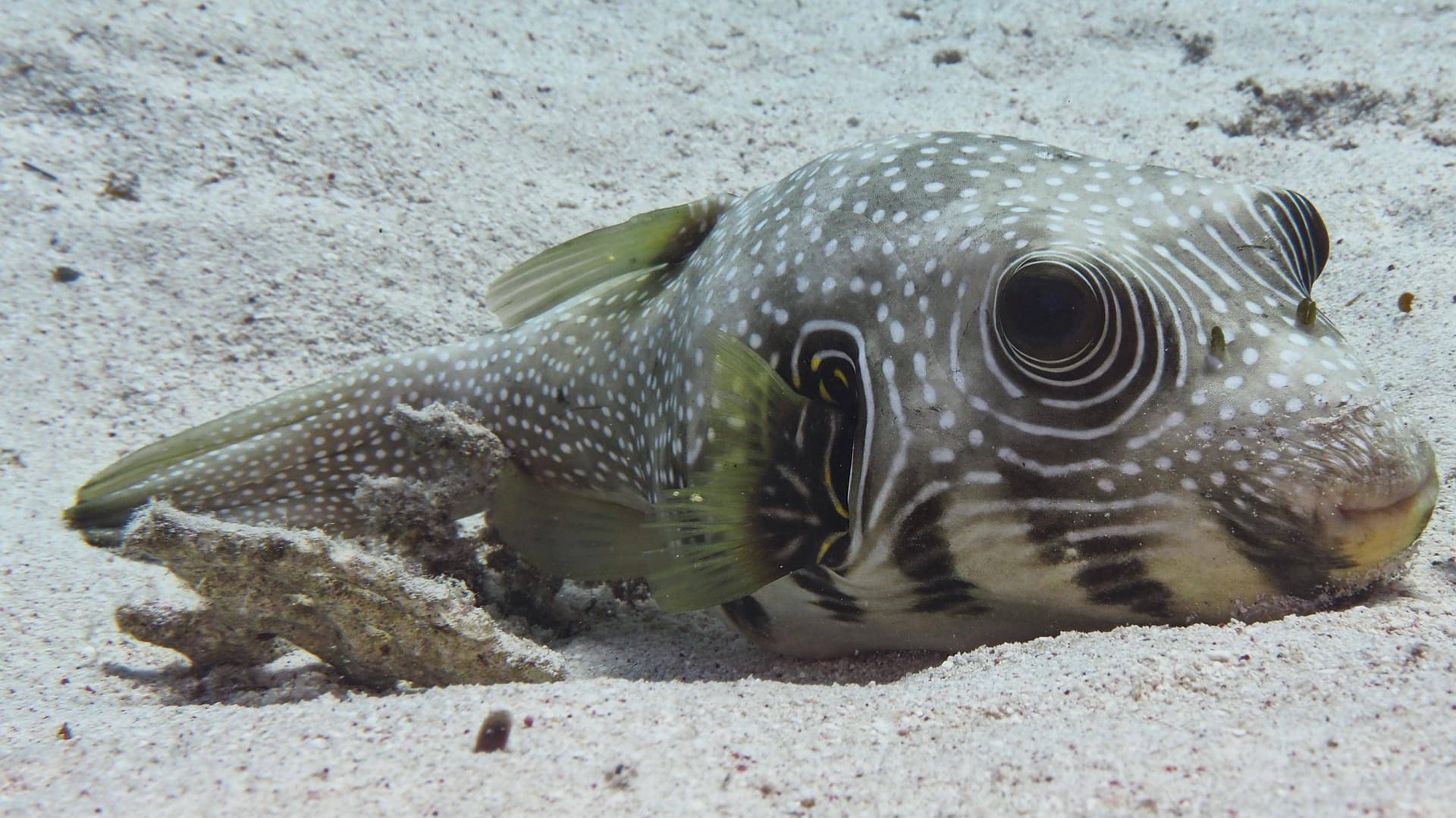 Ein Kugelfisch im Wasser: Der Körper der Tiere enthält ein Gift, das auch für Menschen gefährlich ist.