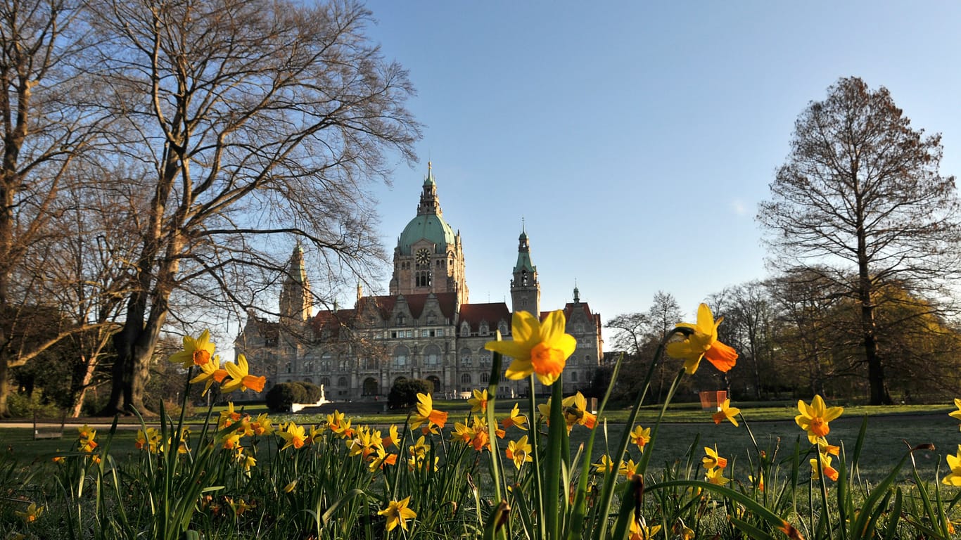 Osterglocken vor dem Neuen Rathaus in Hannover: Viele Veranstaltungen stehen in der Landeshauptstadt für das Osterwochenende an.