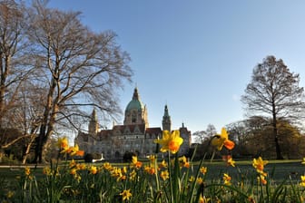 Osterglocken vor dem Neuen Rathaus in Hannover: Viele Veranstaltungen stehen in der Landeshauptstadt für das Osterwochenende an.